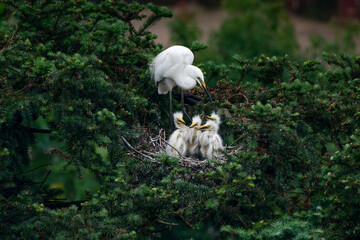 Great Egret, Common Egret, Large Egret, baby Egret,Great White Heron - Ardea alba