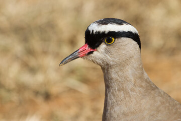 Crowned Lapwing (Vanellus coronatus) closeup head profile showing eye and beak details in South Africa with bokeh background