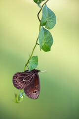 Erebia aethiops butterfly on a  wild flower early in the morning waiting for the first rays of the sun