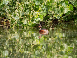 Close up shot of a Black-necked grebe swimming in a pond