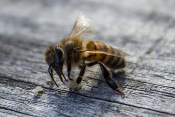 bee on a wooden background