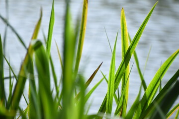 Reeds on the lake