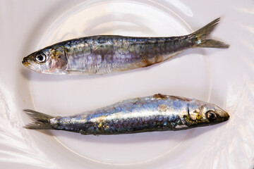 fish, fresh sardines on the plate