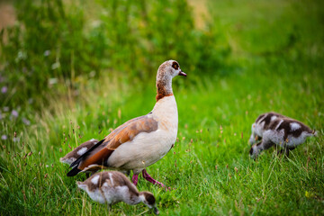 egyptian goose with goslings