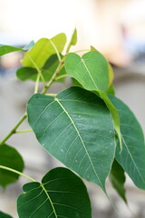 Pho tree is growing at the temple