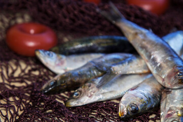 fresh sardines on the fishing net