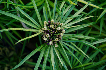 tropical green leaves on outdoor park. summer sunshine. a spring summer season day with large green yellow leaves nature background outdoor park.