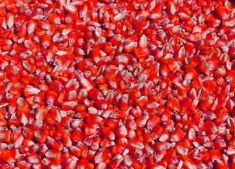 background of red corn