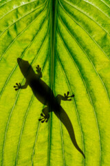lizard silhouette on green leaf close up in the detail