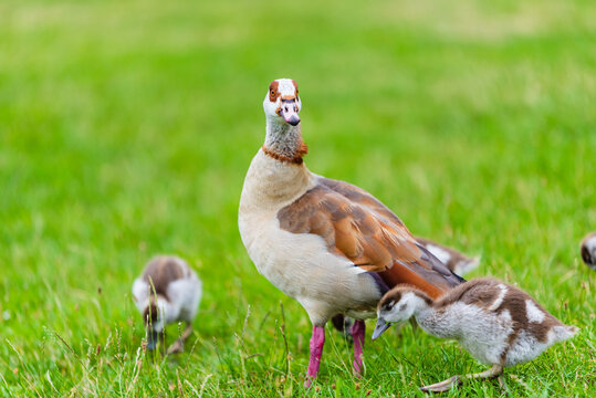 wild goose in the grass with gossling