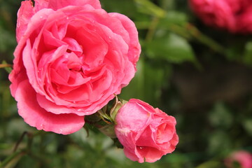 Rosen