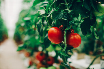 red tomatoes. Tomato
