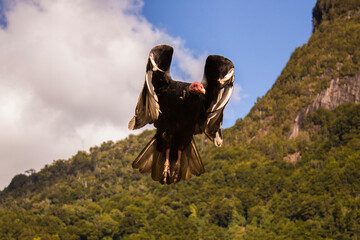 big bird on the mountain