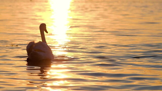 Cinematic shot of White swan swimming in the Danube river in Belgrade capital of Serbia during beautiful sunset