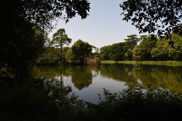 Reflections on a still lake in summer, at Holkham Park, Norfolk, UK