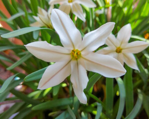 Fototapeta na wymiar white flower 