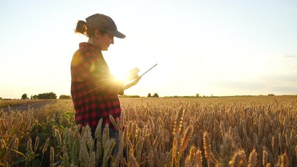 Woman farmer stands in a wheat field at sunset and works with a digital tablet. Slow motion - Powered by Adobe
