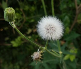 Dandelion HD wallpaper || beautiful flower wallpaper || nature wallpaper ||