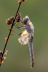 dragonfly on a blade of grass dries its wings from dew under the first rays of the sun before flight