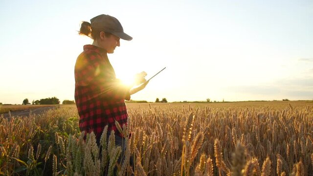 Woman farmer stands in a wheat field at sunset and works with a digital tablet. Slow motion