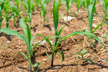 Green corn maize plants on a field. Agricultural landscape.