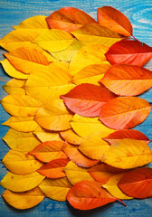 autumn leaves on the blue background