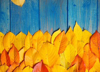 Naklejka na ściany i meble autumn leaves on blue wooden background