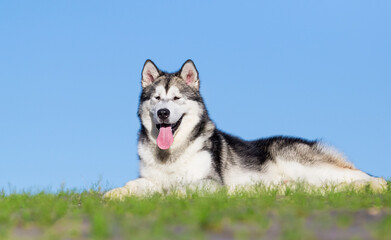 dog on a summer walk