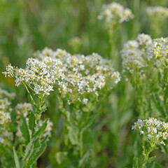 Blühende Pfeilkresse,Lepidium draba, im Frühling