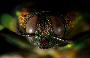 Chrysochroa mniszechii is a species of beetle in the Buprestidae family, that can be found in Asia...