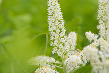 美しい白い花　高山植物コバイケイソウ
