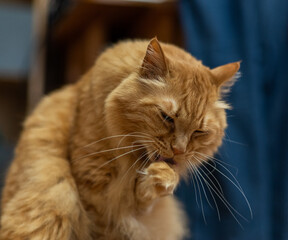 キレイ好き　　茶トラ猫