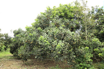 Fototapeta na wymiar Rambutan cooked and fresh on the tree, organic fruit .