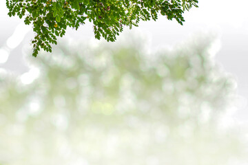 green leaves background