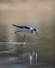 Bird looking for food on water