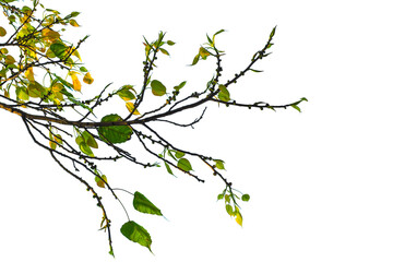 branch of a tree