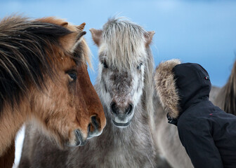 Woman with coat whispering to horses in winter iceland