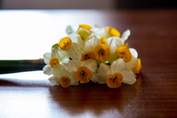 An up view of the Narcissus flower on the table