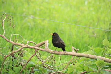 Amsel auf Ast