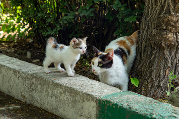 Cute cats playing in the nature
