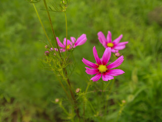 コスモス（ピンク）
