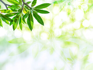 green leaves background