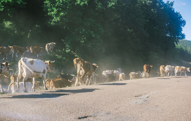 
View of a herd of cows in a rural area on a sunny summer day