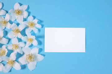 bloom jasmine. white flowers on a blue background .. with place for text on the right