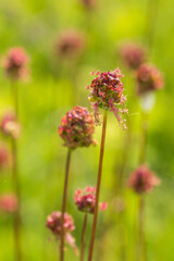 Closeup of Small Burnet flowers (Sanguisorba minor)