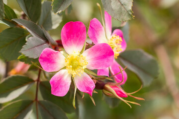 Closeup of pink wild rose flowers