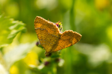 Closeup of a Yellow Shell butterfly (Camptogramma bilineata)