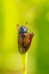 Closeup of a Garden Chafer beetle (Phyllopertha horticola) in the green
