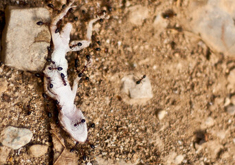 Ants eat dead lizard in desert
