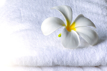 white frangipani flowers